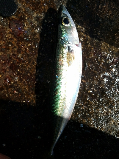 サバ釣り　～入れ食いだった～