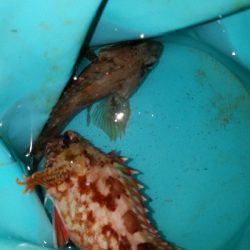 ガシラ釣り ~風が強い~