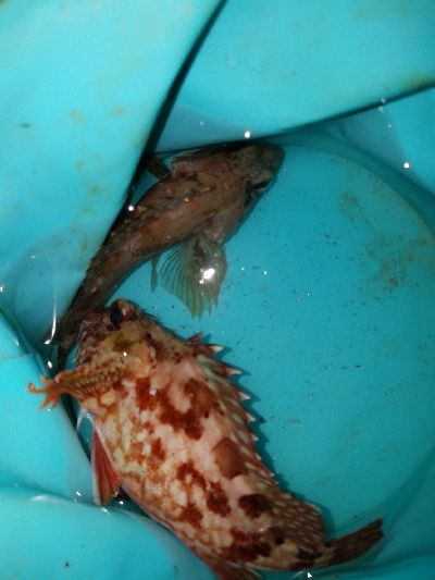 ガシラ釣り ~風が強い~