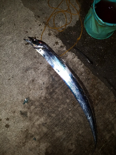 太刀魚釣り ~指四本、91センチ~