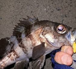 強風でもメバリング