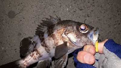 強風でもメバリング