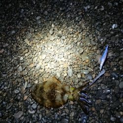 サイズ以外は狙い通り！