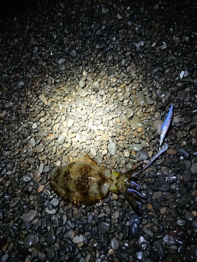 サイズ以外は狙い通り！