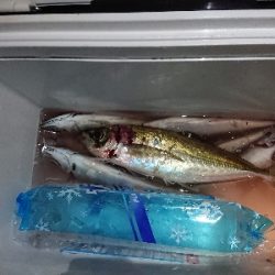 尺アジを求めて!