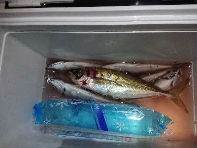 尺アジを求めて！