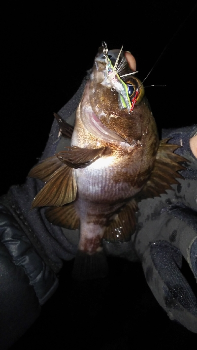 今年２回目の釣り
