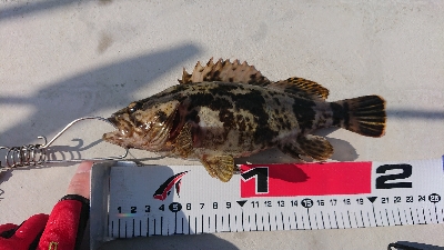 冷え込みで活性低め？