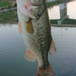 2019初フィッシュ!