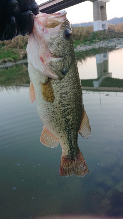 2019初フィッシュ！