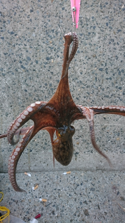 冬のマダコ釣り