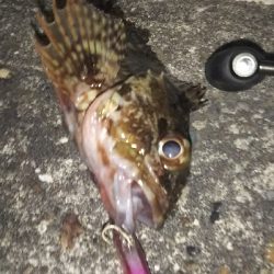 今一つでした。