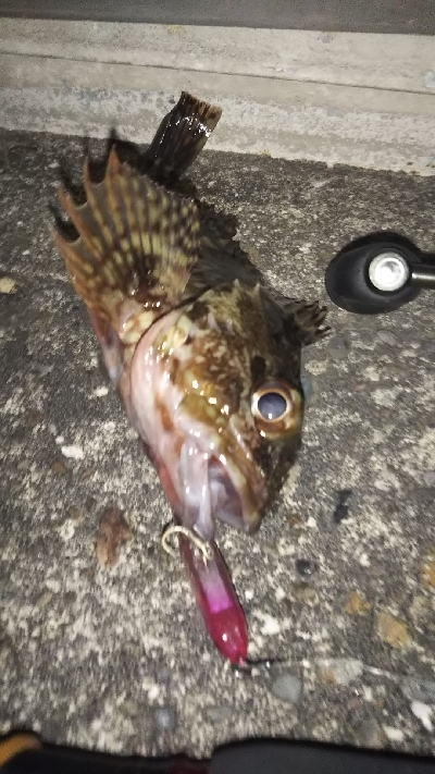 今一つでした。