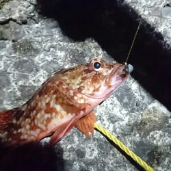 またまた本命釣れず…