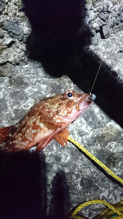 またまた本命釣れず…