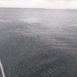 久しぶりのエビ撒き