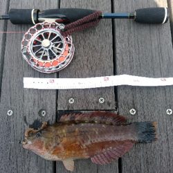 ヘチを歩き回り