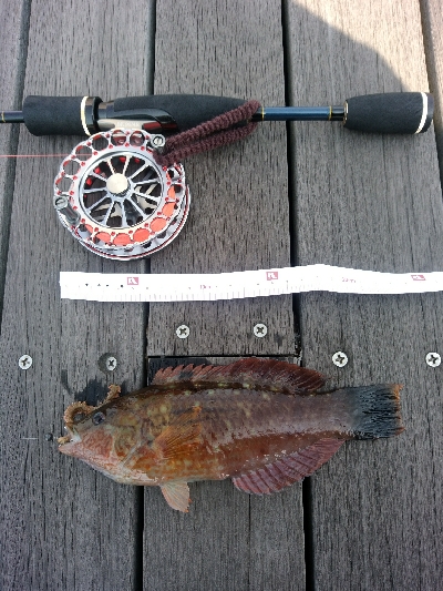 ヘチを歩き回り