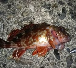 もう少しで尺だった