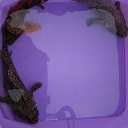 良いサイズが釣れました