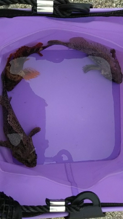 良いサイズが釣れました