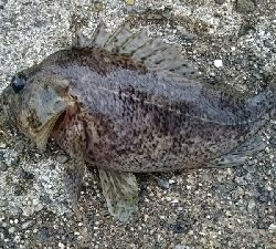 調子が良いです