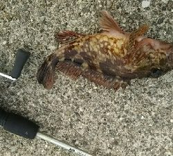 気温が低かった