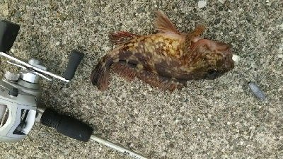 気温が低かった