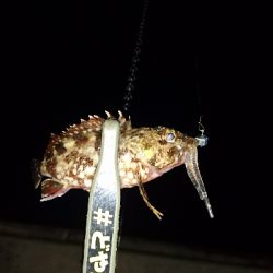 アジングに来てみたが・・・