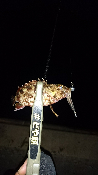 アジングに来てみたが・・・