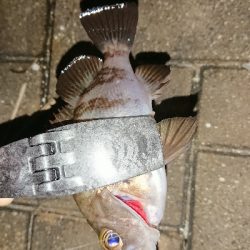 メバリング修行