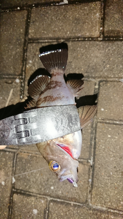 メバリング修行