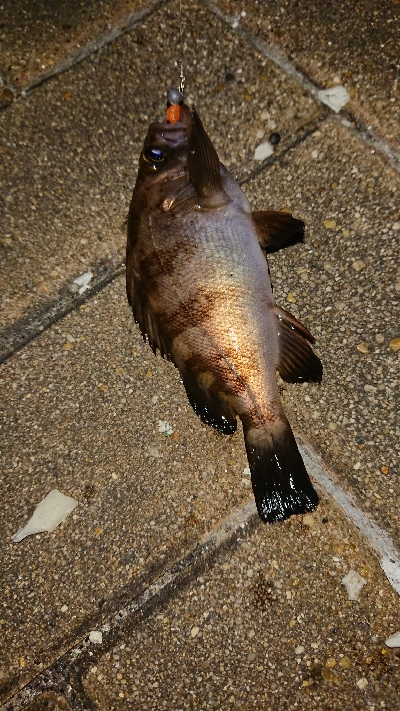 メバリング修行