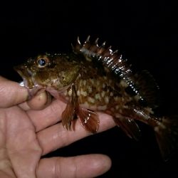 ガッシーは裏切らない