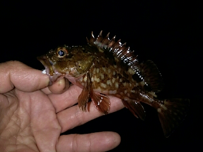 ガッシーは裏切らない