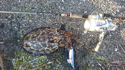 シャロー…表層攻めてたのに…