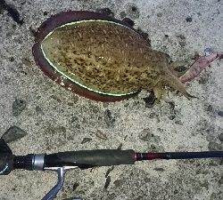 久しぶりの宿毛湾