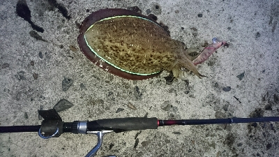 久しぶりの宿毛湾