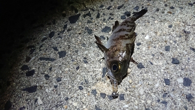 メバリング、寒い