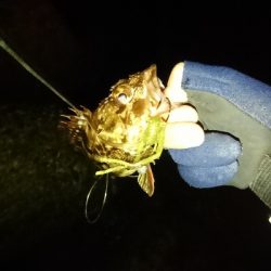 ガッシーすら厳しい