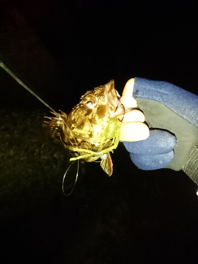 ガッシーすら厳しい