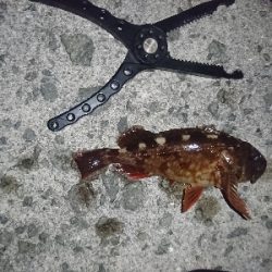 なんとか一匹…