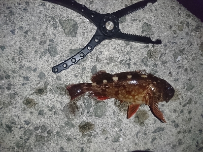 なんとか一匹…