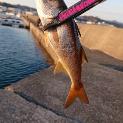 寒さマシのち風で寒い