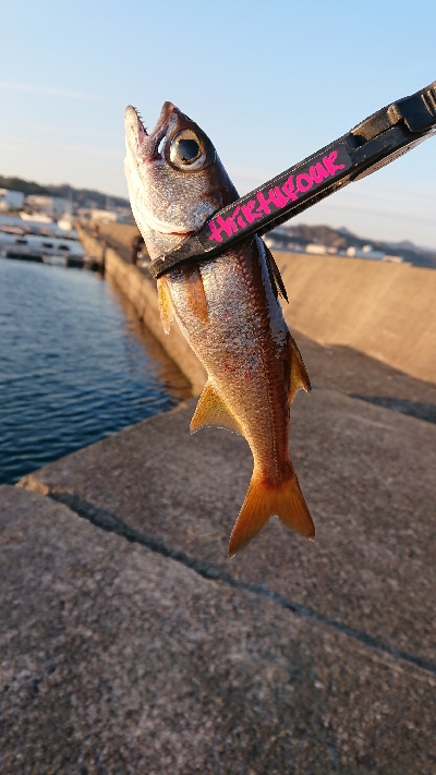 寒さマシのち風で寒い