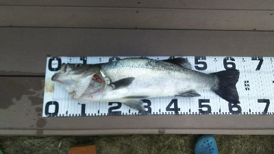 今年初ヒラスズキ！