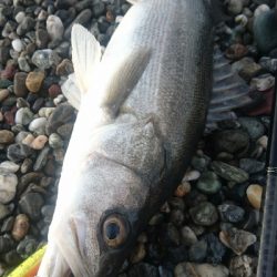 仁淀川河口サーフ、ショアジギング