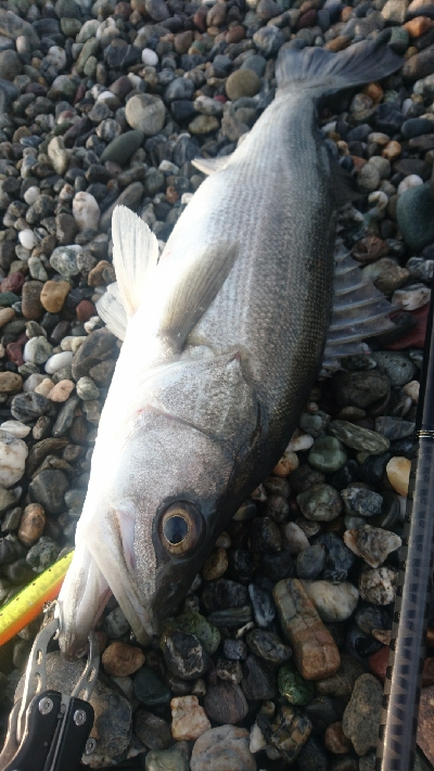 仁淀川河口サーフ、ショアジギング