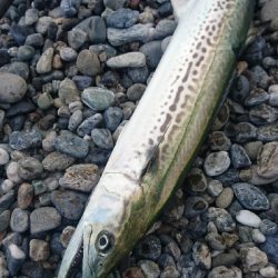 仁淀川河口周辺サーフショアジギング