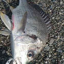 仁淀川河口周辺サーフショアジギング